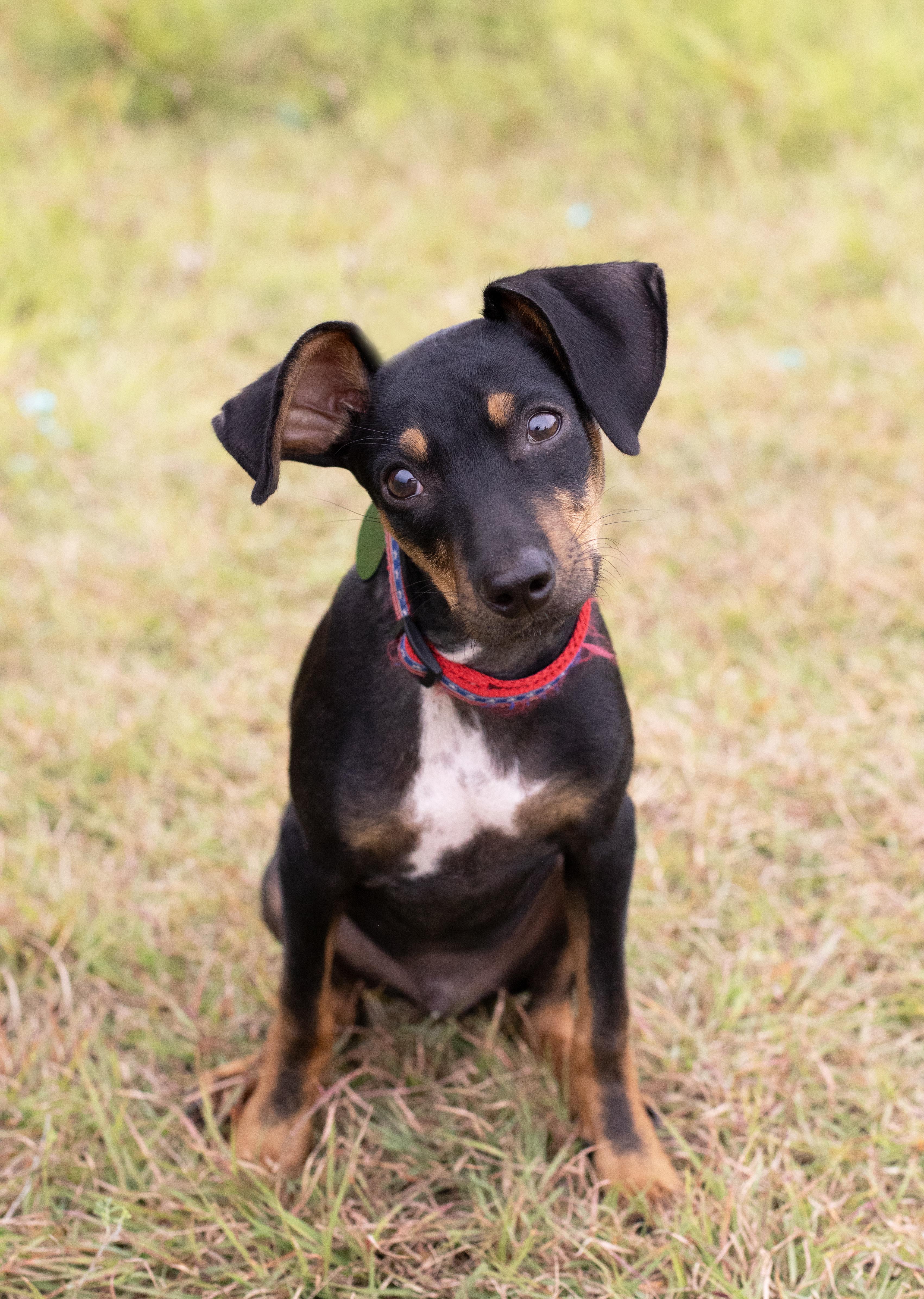 Jelly, Adoptable, Puppy Male Chihuahua & Miniature Pinscher.