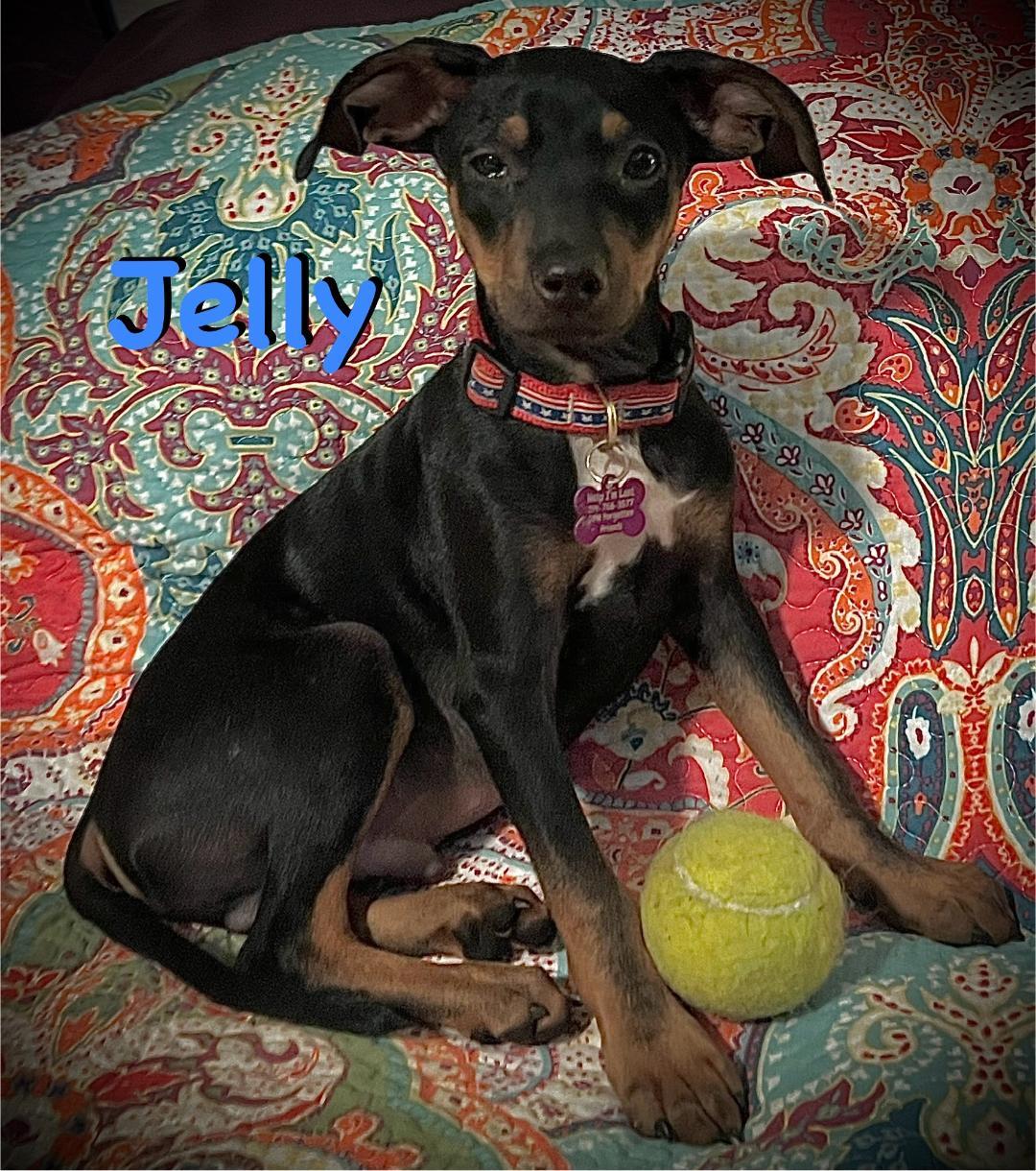 Jelly, an adoptable mixed breed in Carrollton, TX image 4/6