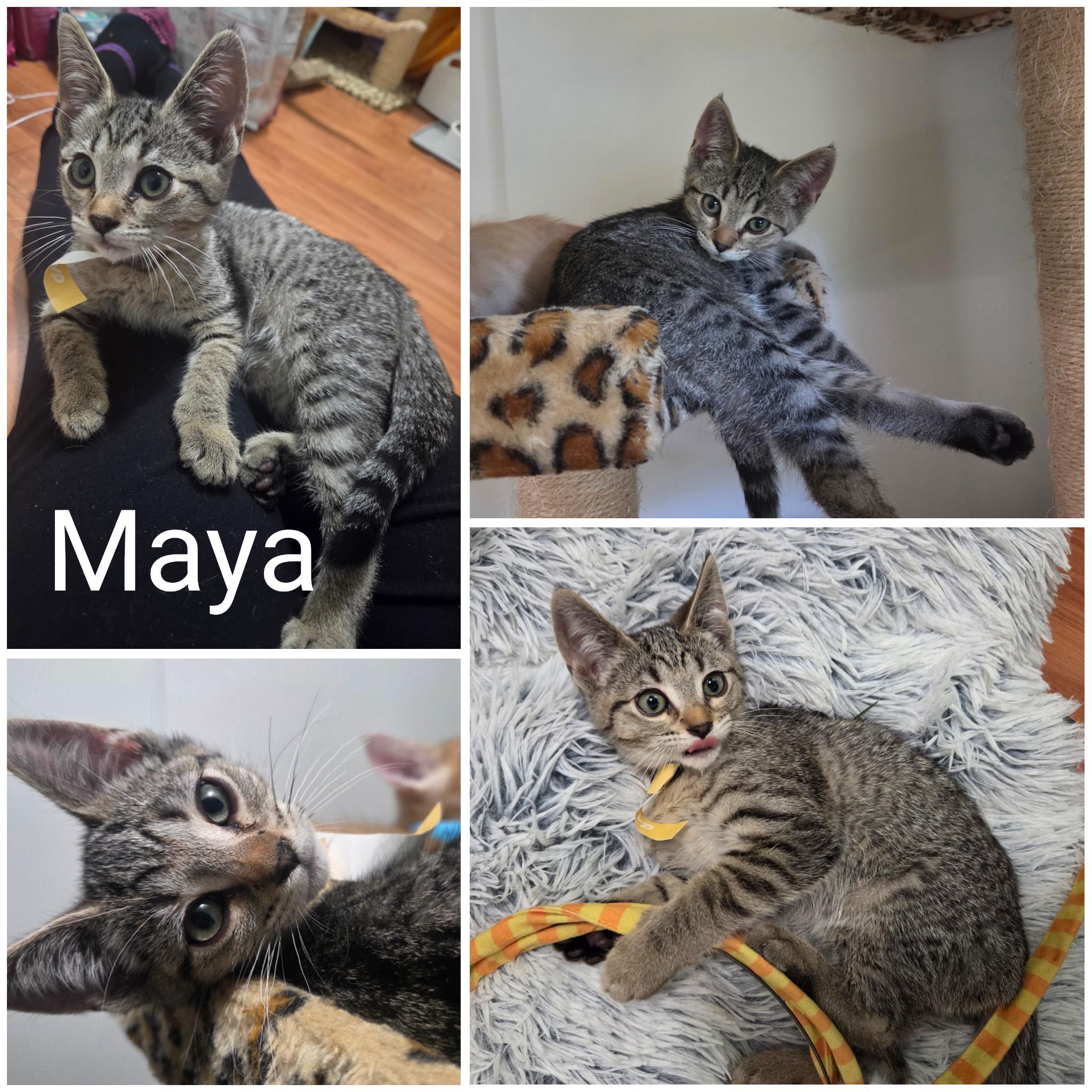 Maya, Adoptable, Kitten Female Domestic Short Hair.