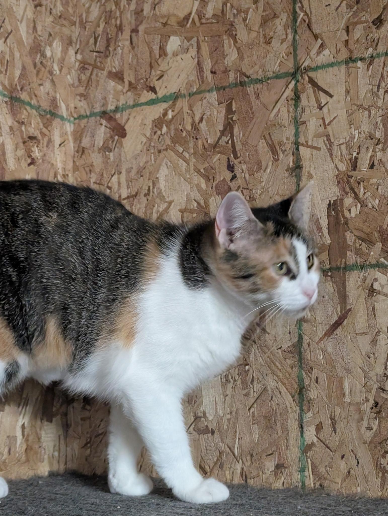 Enlarge Cello-Bonded Pair with Violin for Barn Cats, a Adoptable Domestic Short Hair in Mears, MI image 2/3