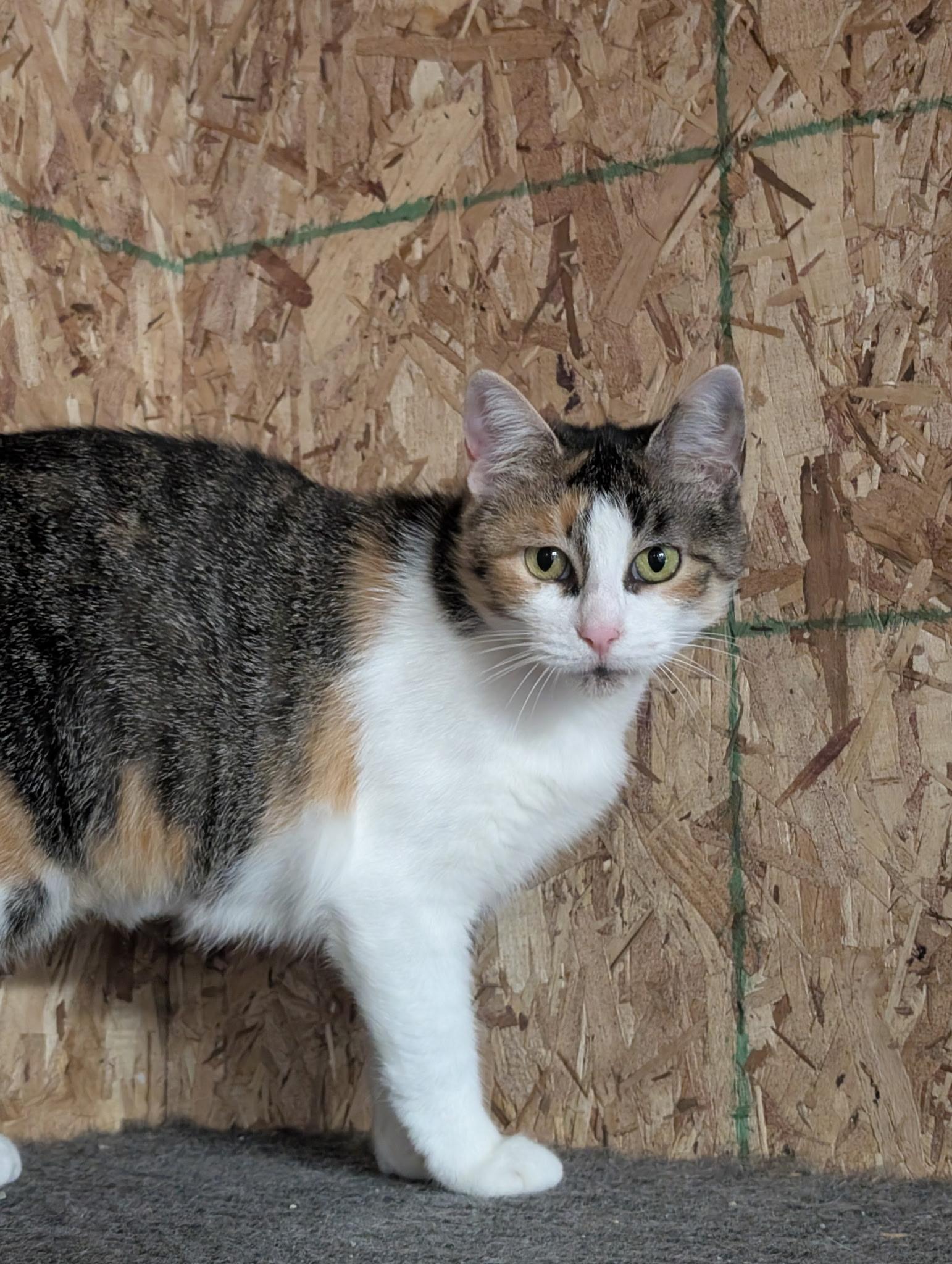 Enlarge Cello-Bonded Pair with Violin for Barn Cats, a Adoptable Domestic Short Hair in Mears, MI image 3/3