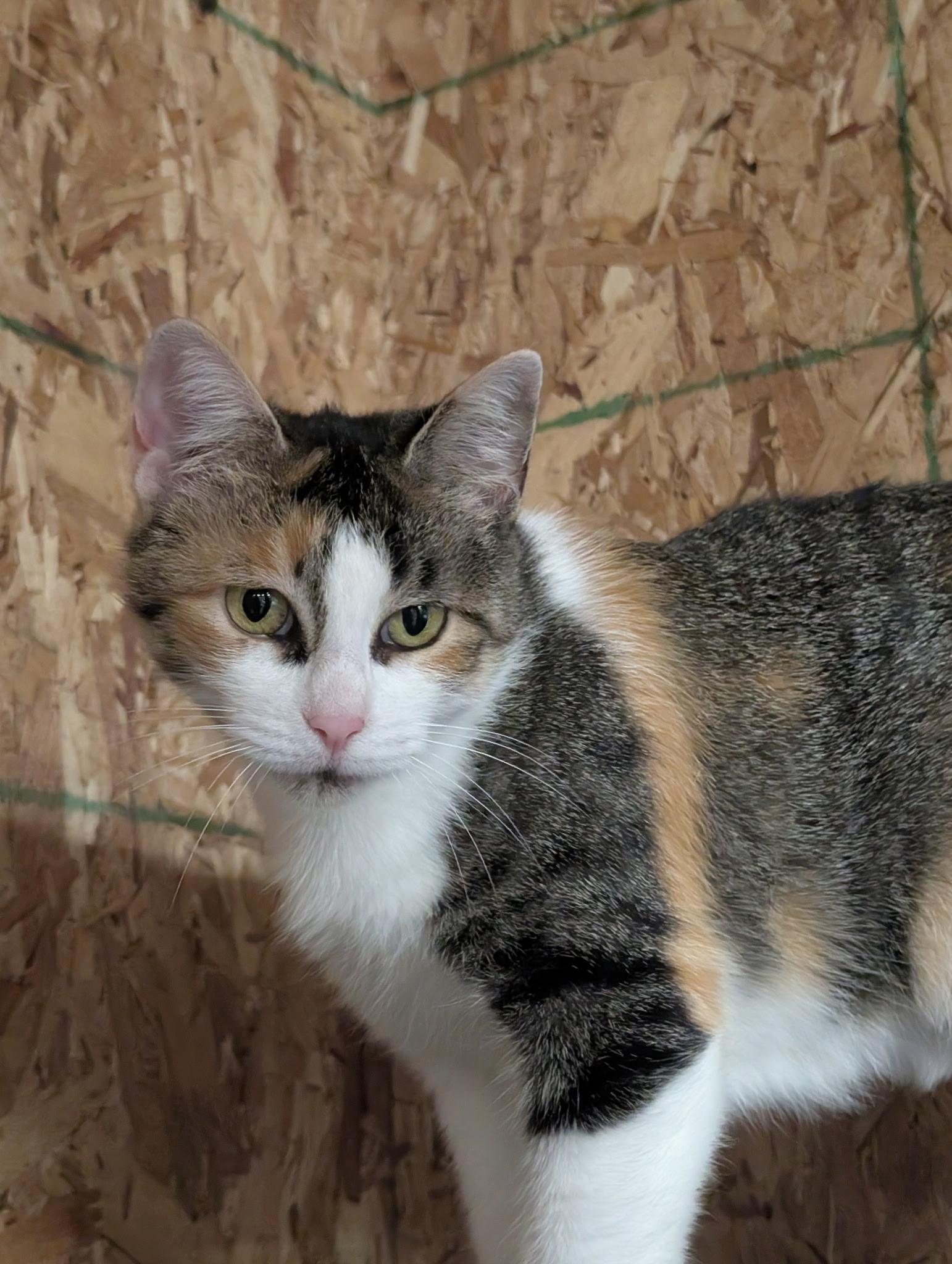 Cello-Bonded Pair with Violin for Barn Cats, Adoptable, Adult Female Domestic Short Hair.