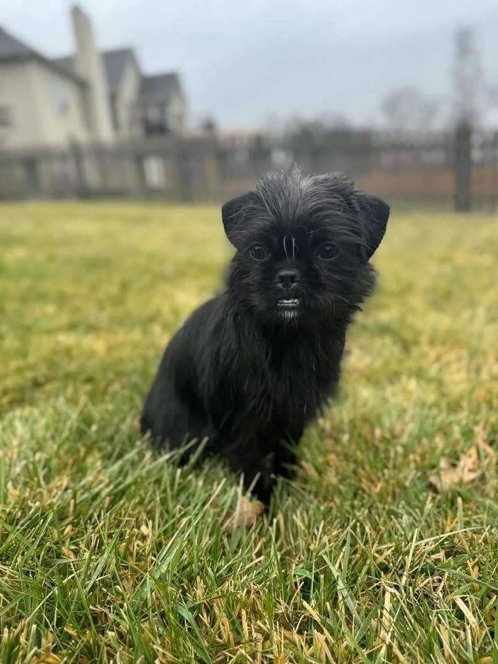 Zoe, Adoptable, Young Female Brussels Griffon.