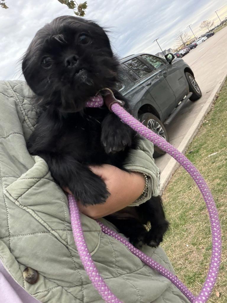 Zoe, a Adoptable Brussels Griffon in Bristol, WI image 2/6