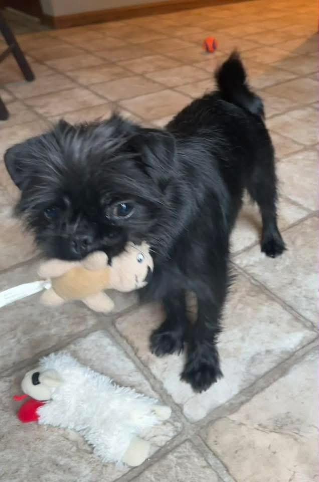 Zoe, a Adoptable Brussels Griffon in Bristol, WI image 3/6