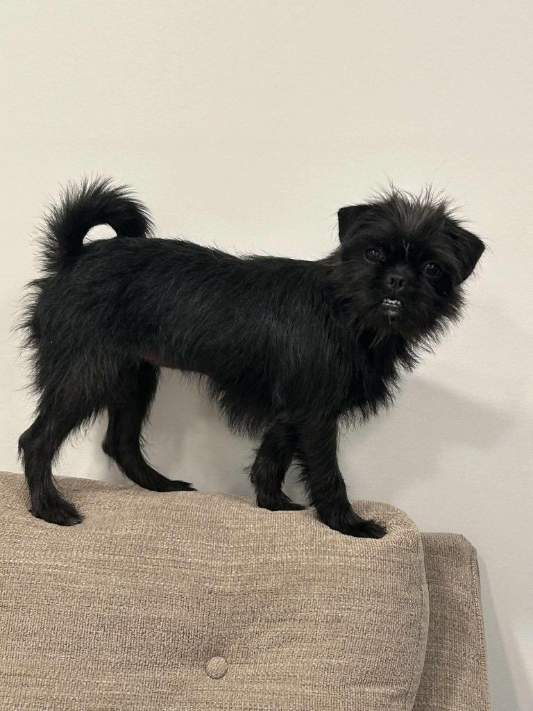 Zoe, a Adoptable Brussels Griffon in Bristol, WI image 4/6