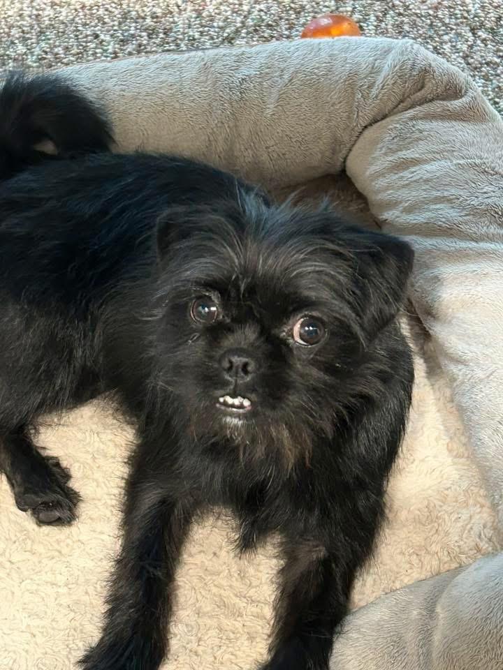 Zoe, a Adoptable Brussels Griffon in Bristol, WI image 5/6