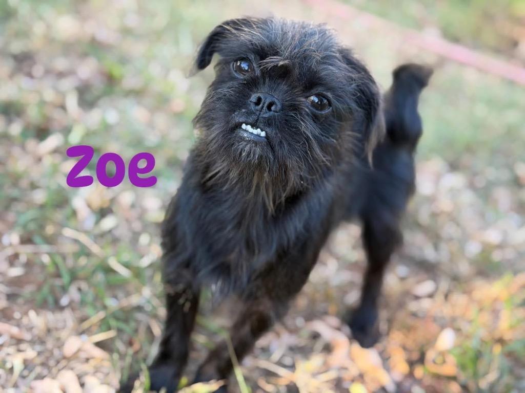 Zoe, a Adoptable Brussels Griffon in Bristol, WI image 6/6