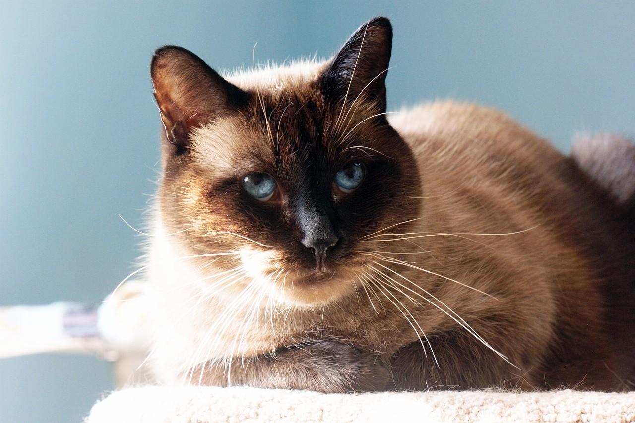 Enlarge Moustache, a Adoptable mixed breed in Montreal, QC image 1/3