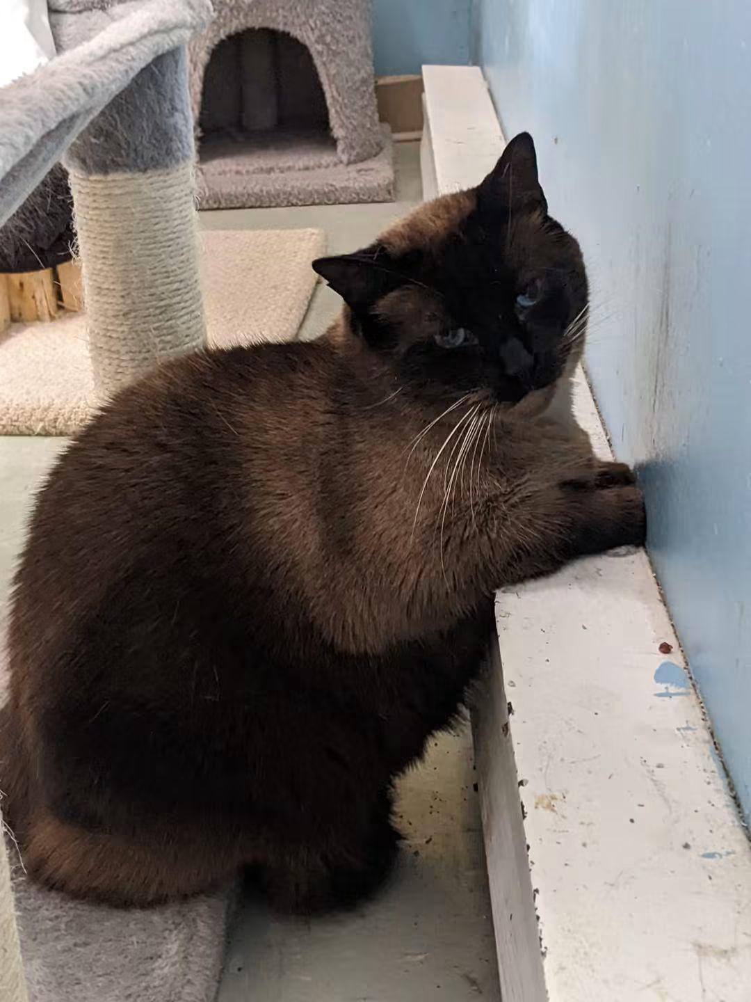 Enlarge Moustache, a Adoptable mixed breed in Montreal, QC image 2/3