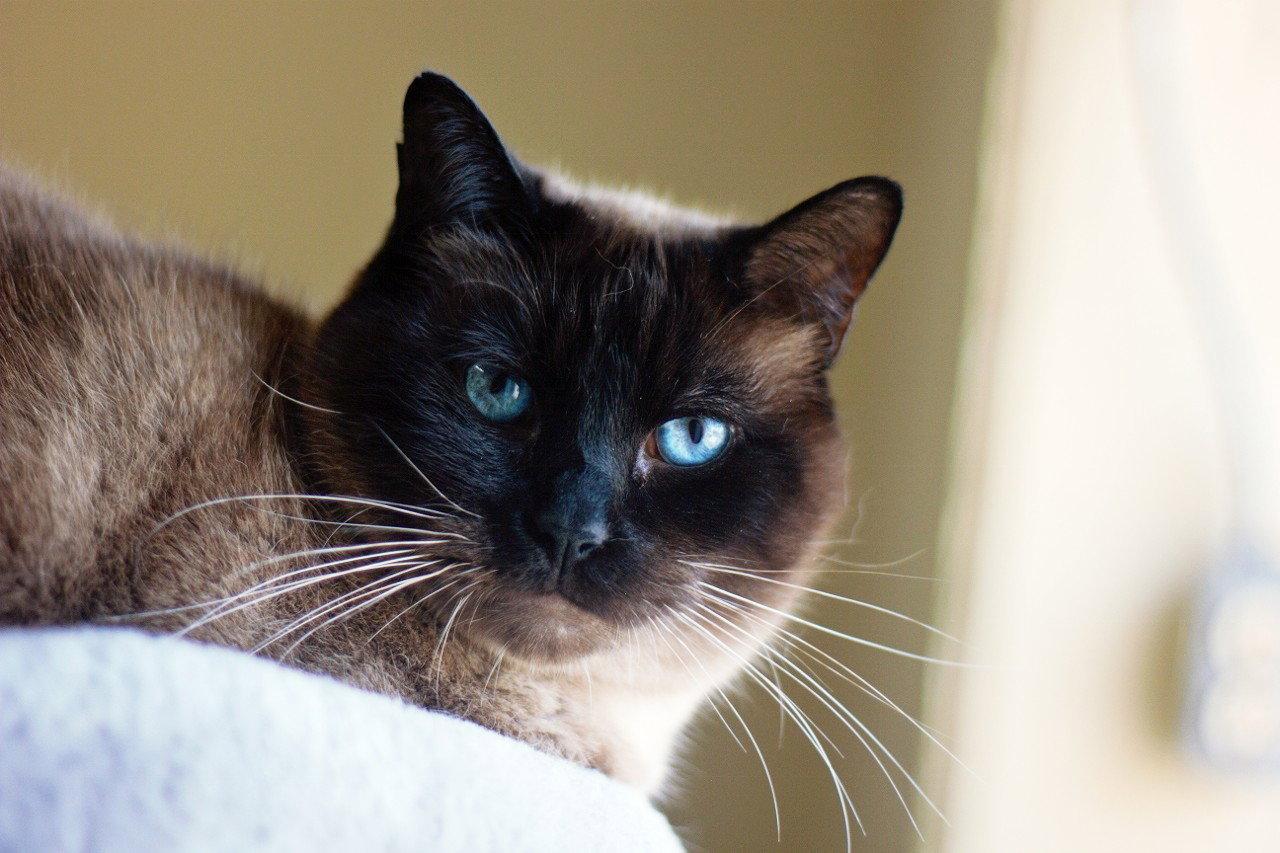 Enlarge Moustache, a Adoptable mixed breed in Montreal, QC image 3/3