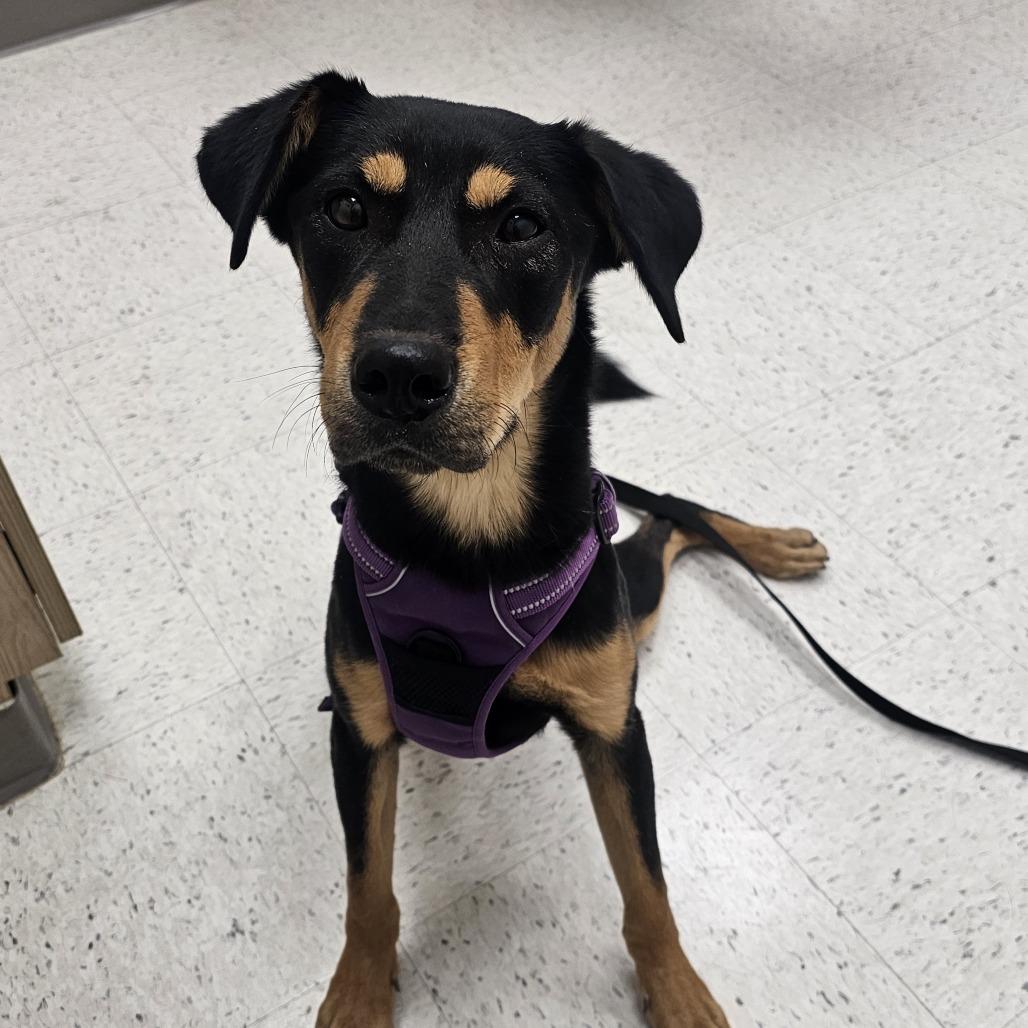 Barron, Adoptable, Adult Male Shiba Inu.