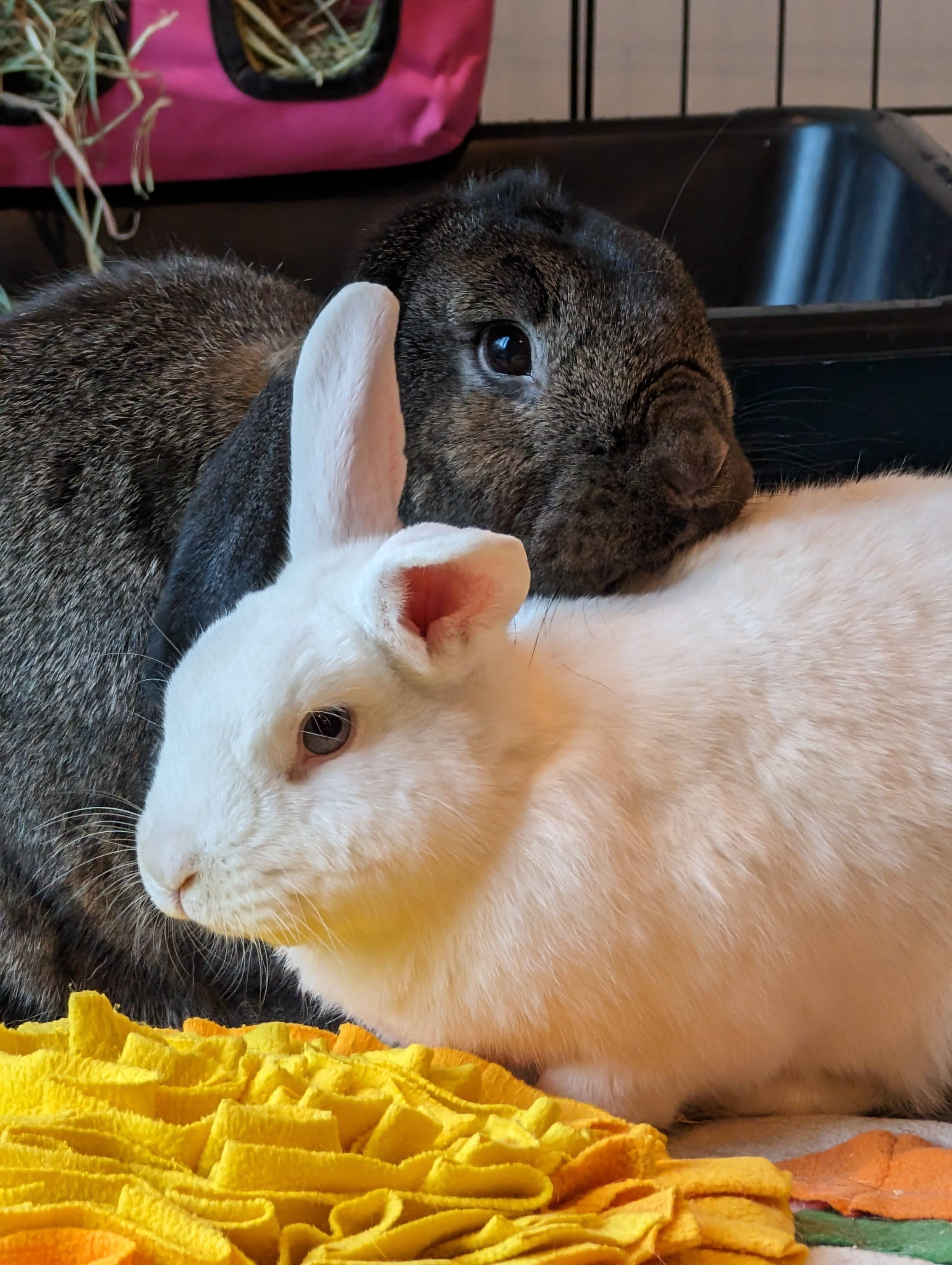 Rabbit for adoption Navy+Tink, a Rex & Lop Eared Mix in Seattle, WA