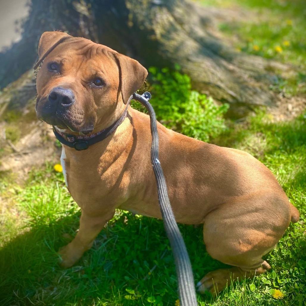 Enlarge FREYA, a Adoptable Pit Bull Terrier in Conshohocken, PA image 1/5