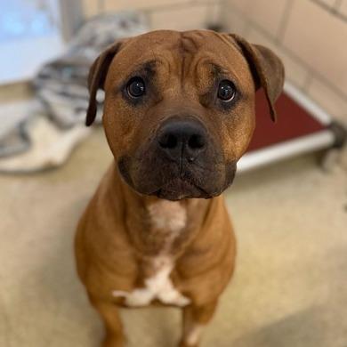 Enlarge FREYA, a Adoptable Pit Bull Terrier in Conshohocken, PA image 1/2