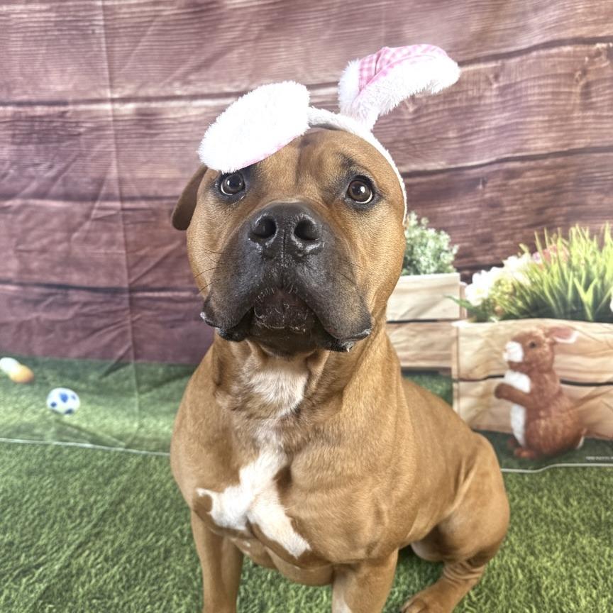 Enlarge FREYA, a Adoptable Pit Bull Terrier in Conshohocken, PA image 2/2