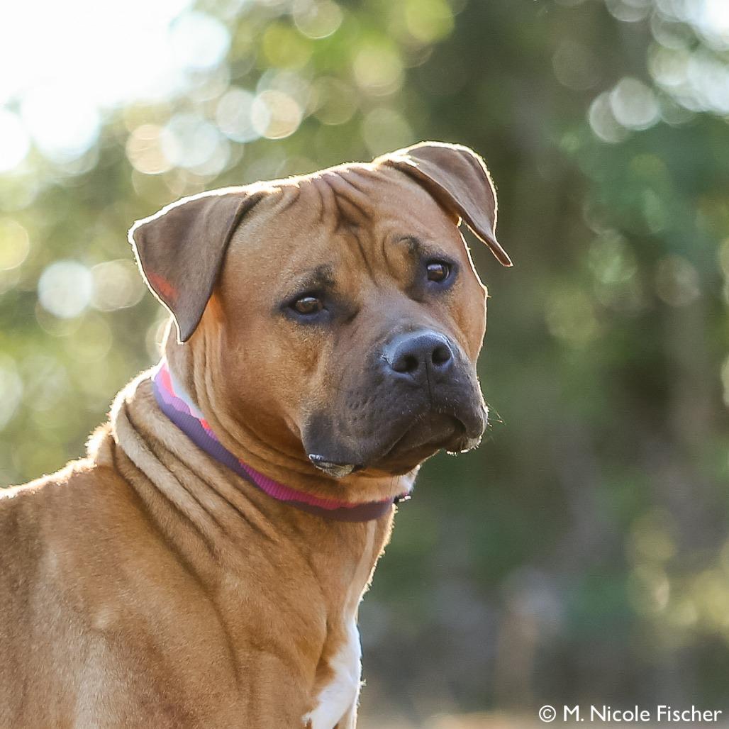 Enlarge FREYA, a Adoptable Pit Bull Terrier in Conshohocken, PA image 3/5