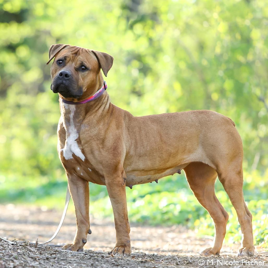 Enlarge FREYA, a Adoptable Pit Bull Terrier in Conshohocken, PA image 4/5