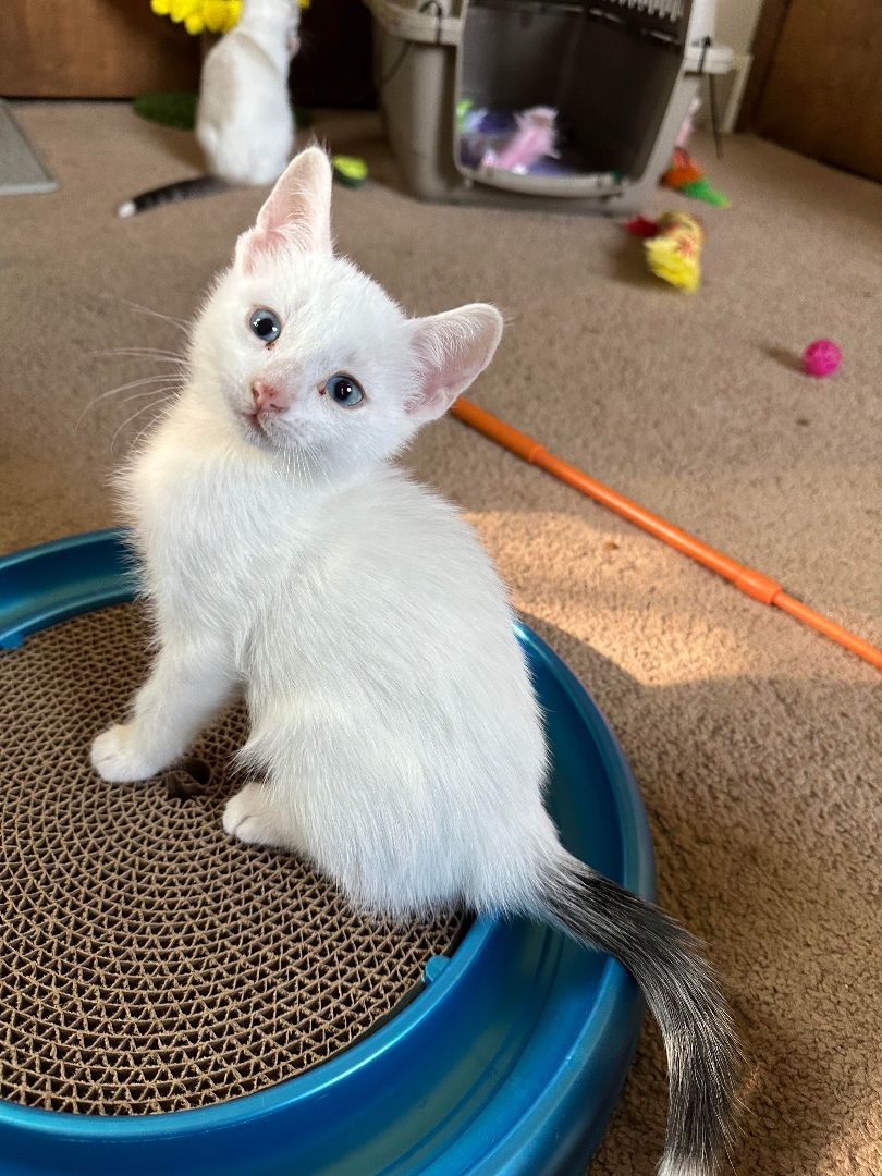 Ravioli , Adopted, Kitten Male Domestic Short Hair.
