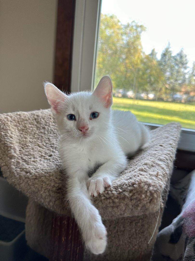 Ravioli , a Adopted Domestic Short Hair in Hamilton, MI image 3/6