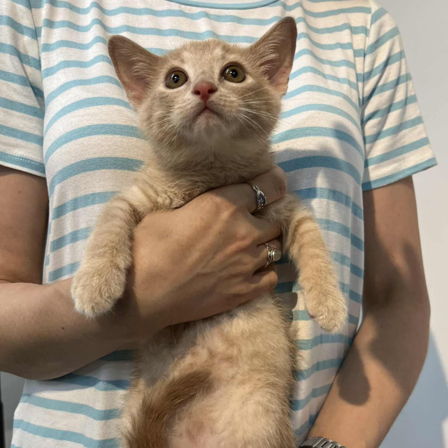 The Prime Minister, Baby Male Domestic Short Hair