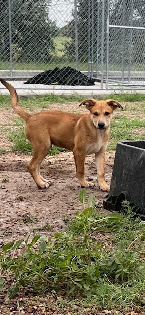 Baggs, an adoptable Australian Cattle Dog / Blue Heeler in Ulysses, KS, 67880 | Photo Image 2