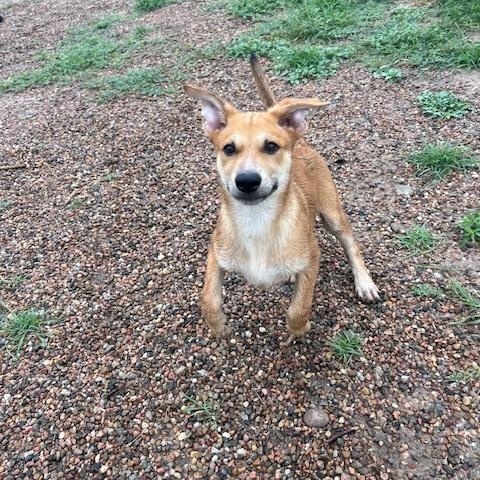 Baggs, an adoptable Australian Cattle Dog / Blue Heeler in Ulysses, KS, 67880 | Photo Image 3