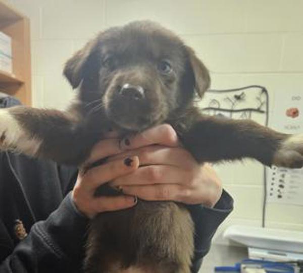 Jinx 45882, Adoptable, Puppy Female German Shepherd Dog & Labrador Retriever.