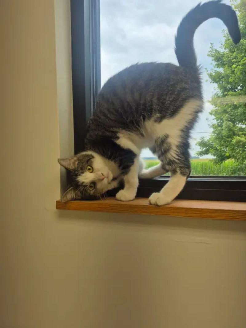 Enlarge Clair, a Adoptable Domestic Short Hair in Bluffton, IN image 1/6