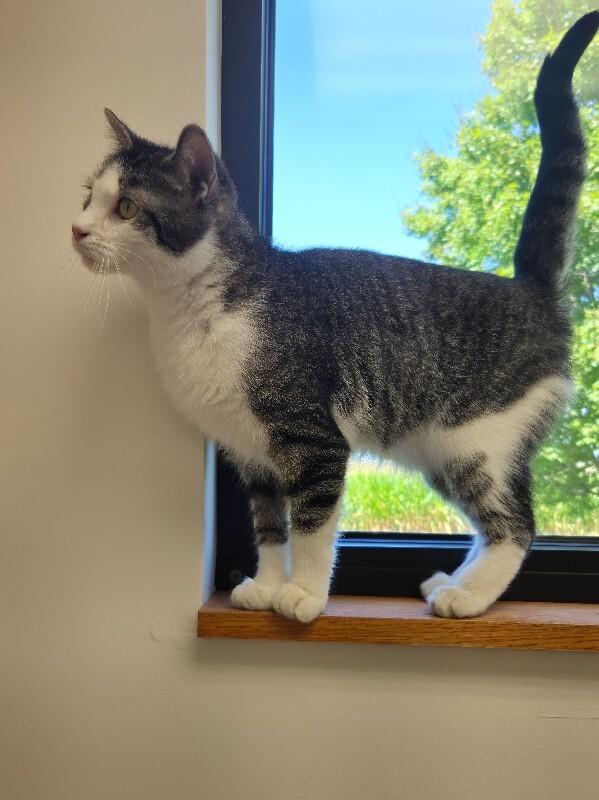 Enlarge Clair, a Adoptable Domestic Short Hair in Bluffton, IN image 2/6