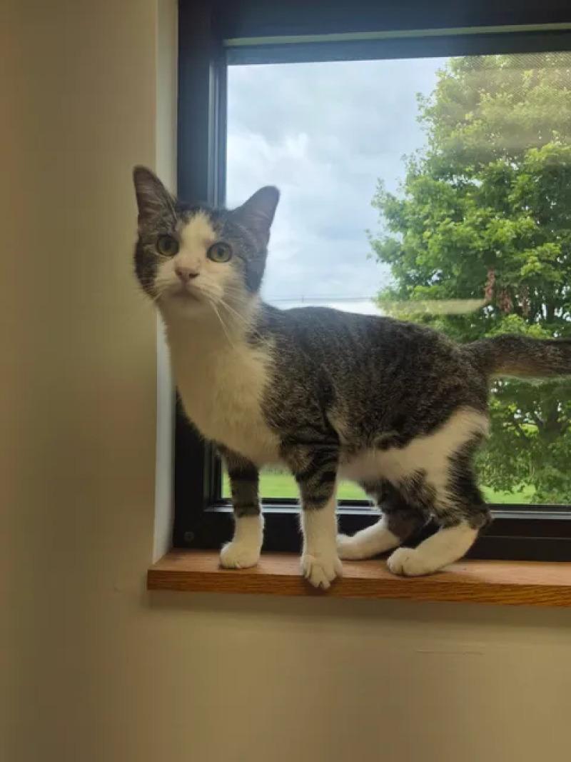 Enlarge Clair, a Adoptable Domestic Short Hair in Bluffton, IN image 3/6