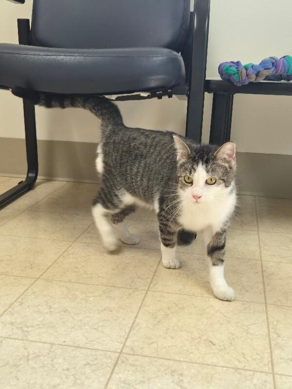 Enlarge Clair, a Adoptable Domestic Short Hair in Bluffton, IN image 4/6