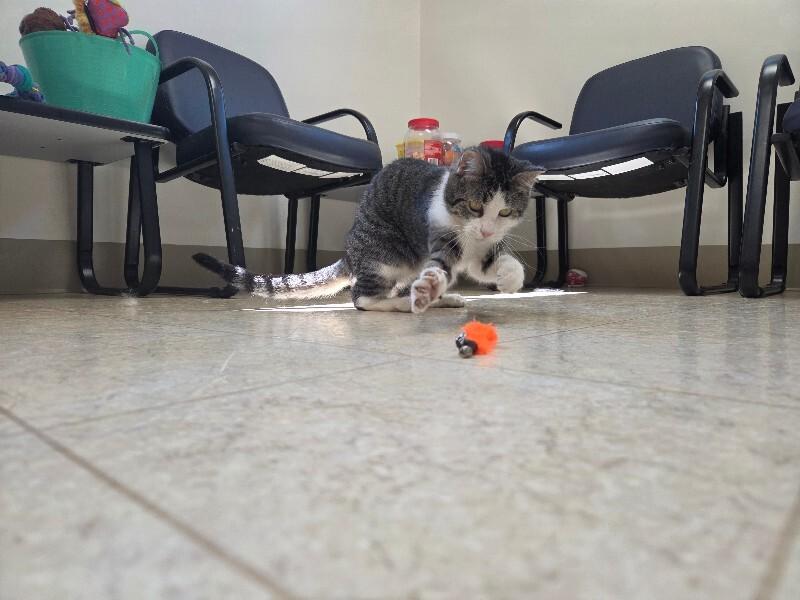 Enlarge Clair, a Adoptable Domestic Short Hair in Bluffton, IN image 5/6