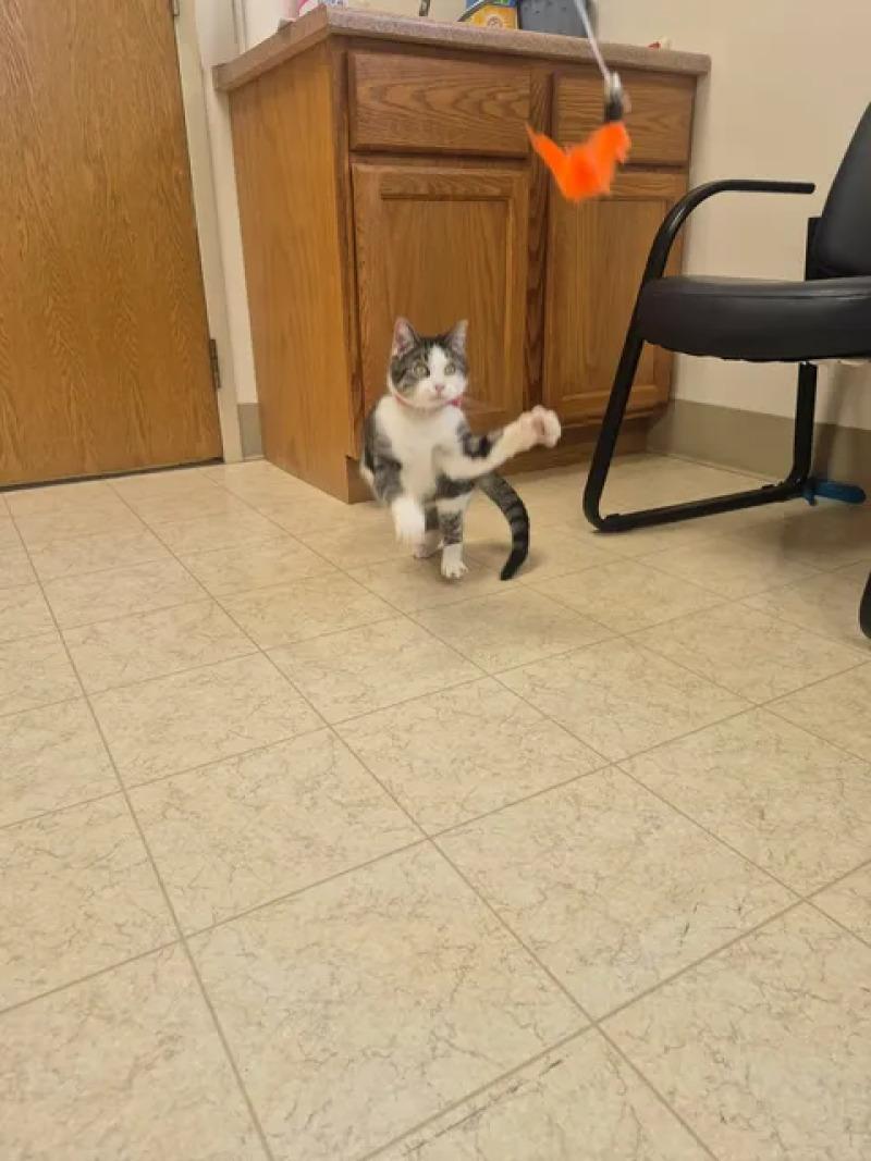 Enlarge Clair, a Adoptable Domestic Short Hair in Bluffton, IN image 6/6