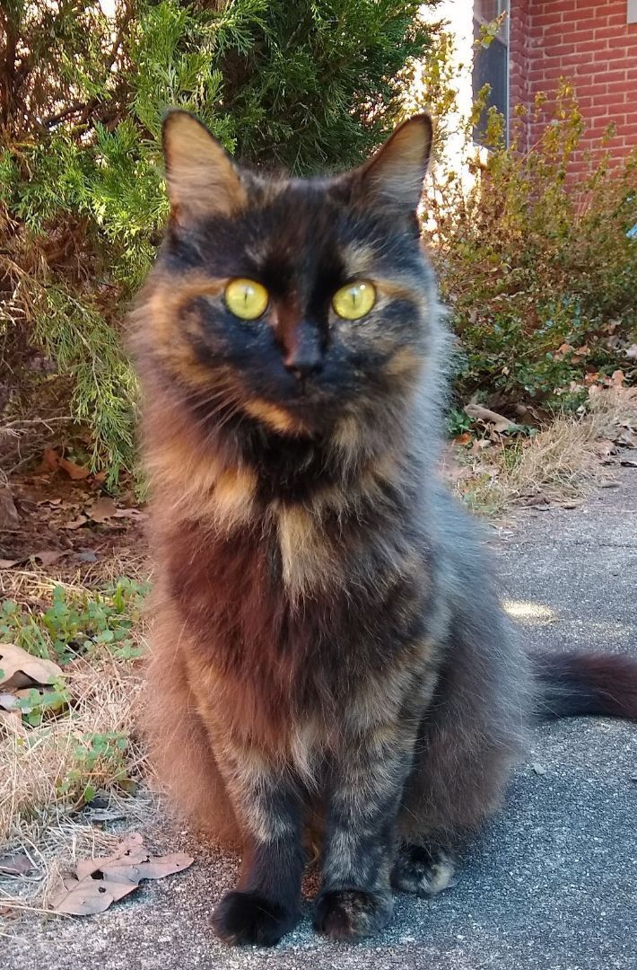 Topaz, Adopted, Young Female Domestic Long Hair.