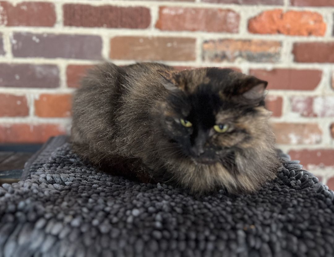 Topaz, a Adopted mixed breed in Hot Springs, AR image 2/6