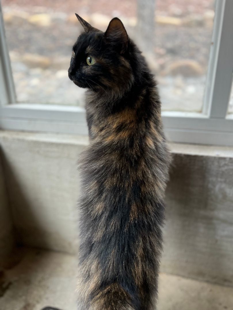 Topaz, a Adopted mixed breed in Hot Springs, AR image 3/6