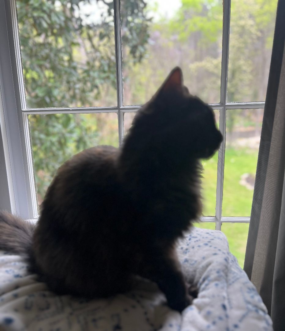 Topaz, a Adopted mixed breed in Hot Springs, AR image 4/6