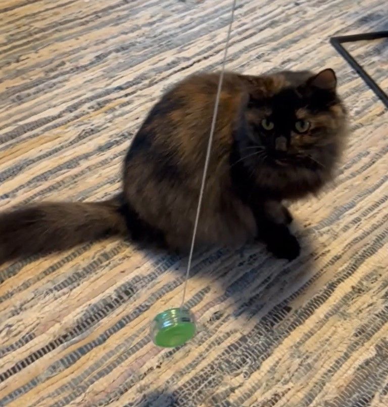 Topaz, a Adopted mixed breed in Hot Springs, AR image 5/6