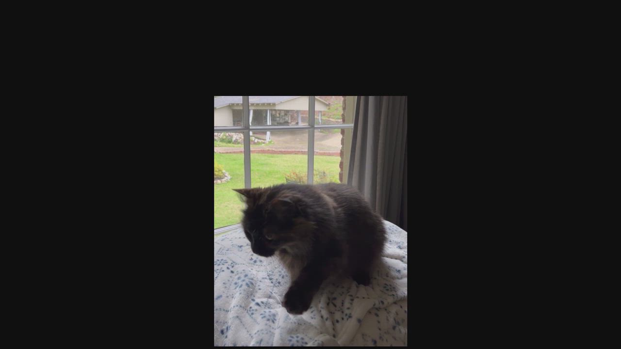 Enlarge Topaz, a Adopted mixed breed in Hot Springs, AR video 6/6