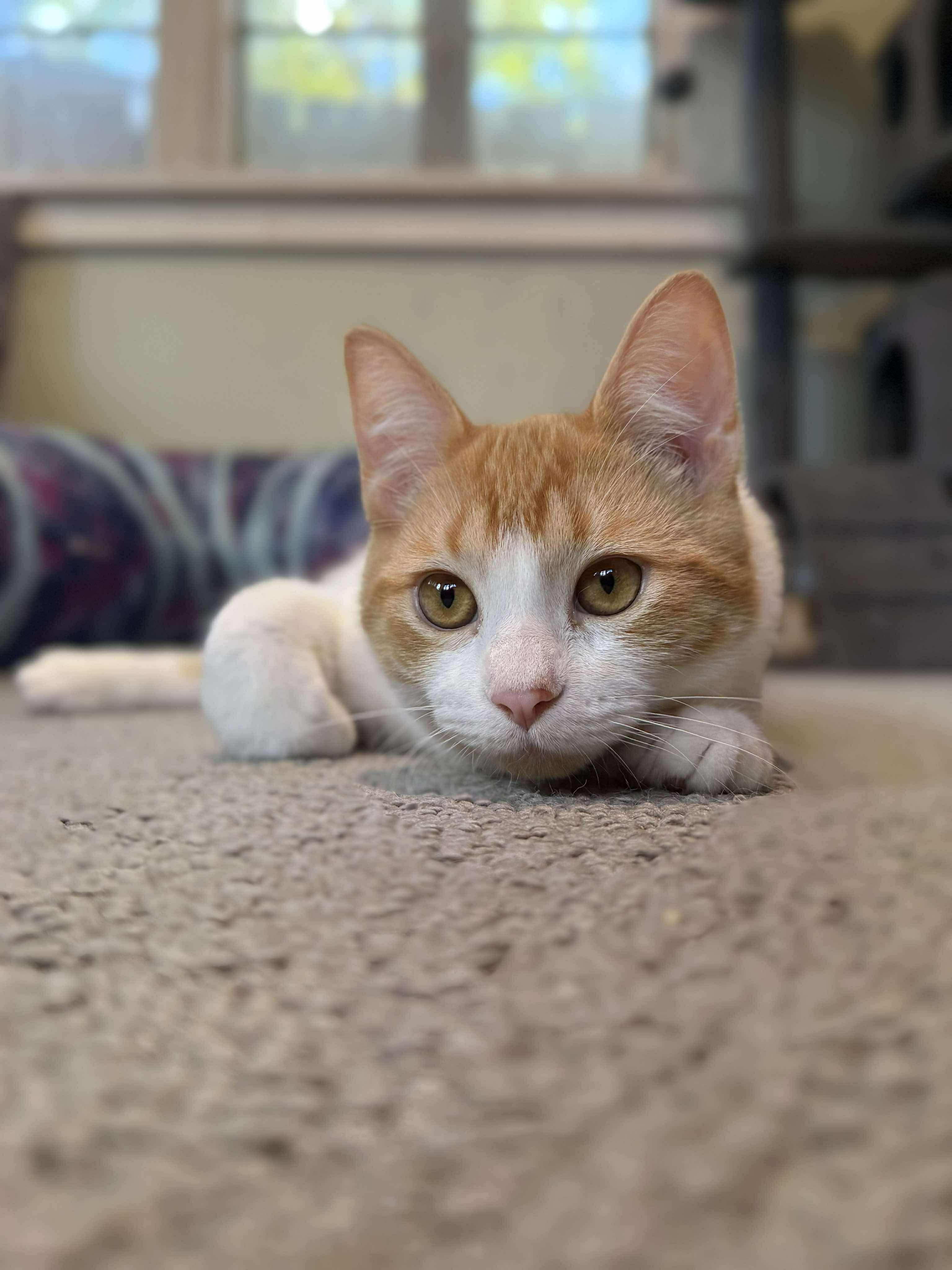 Grover, a Adoptable Domestic Short Hair in Milwaukee, WI image 1/5