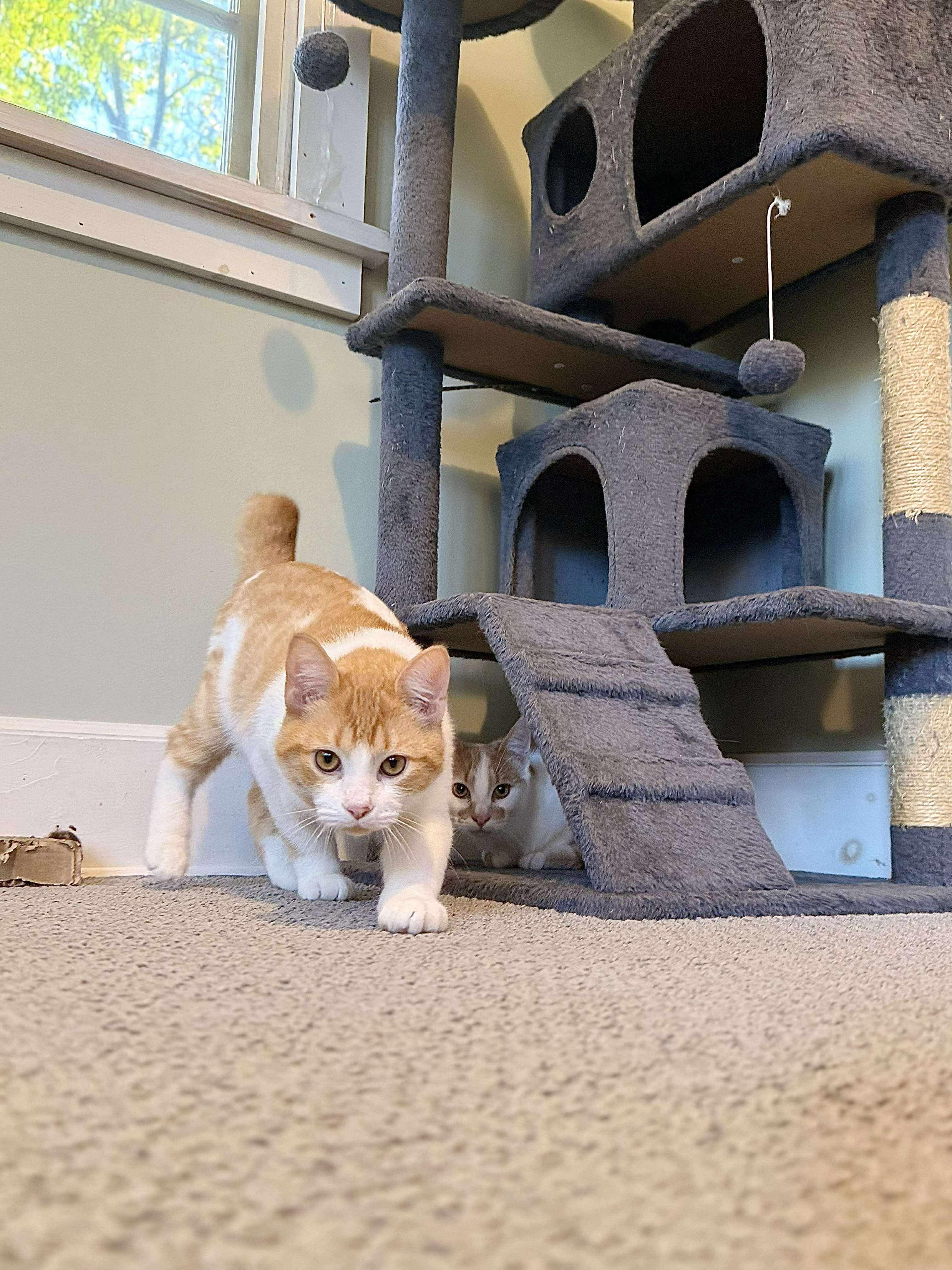 Grover, a Adoptable Domestic Short Hair in Milwaukee, WI image 2/5