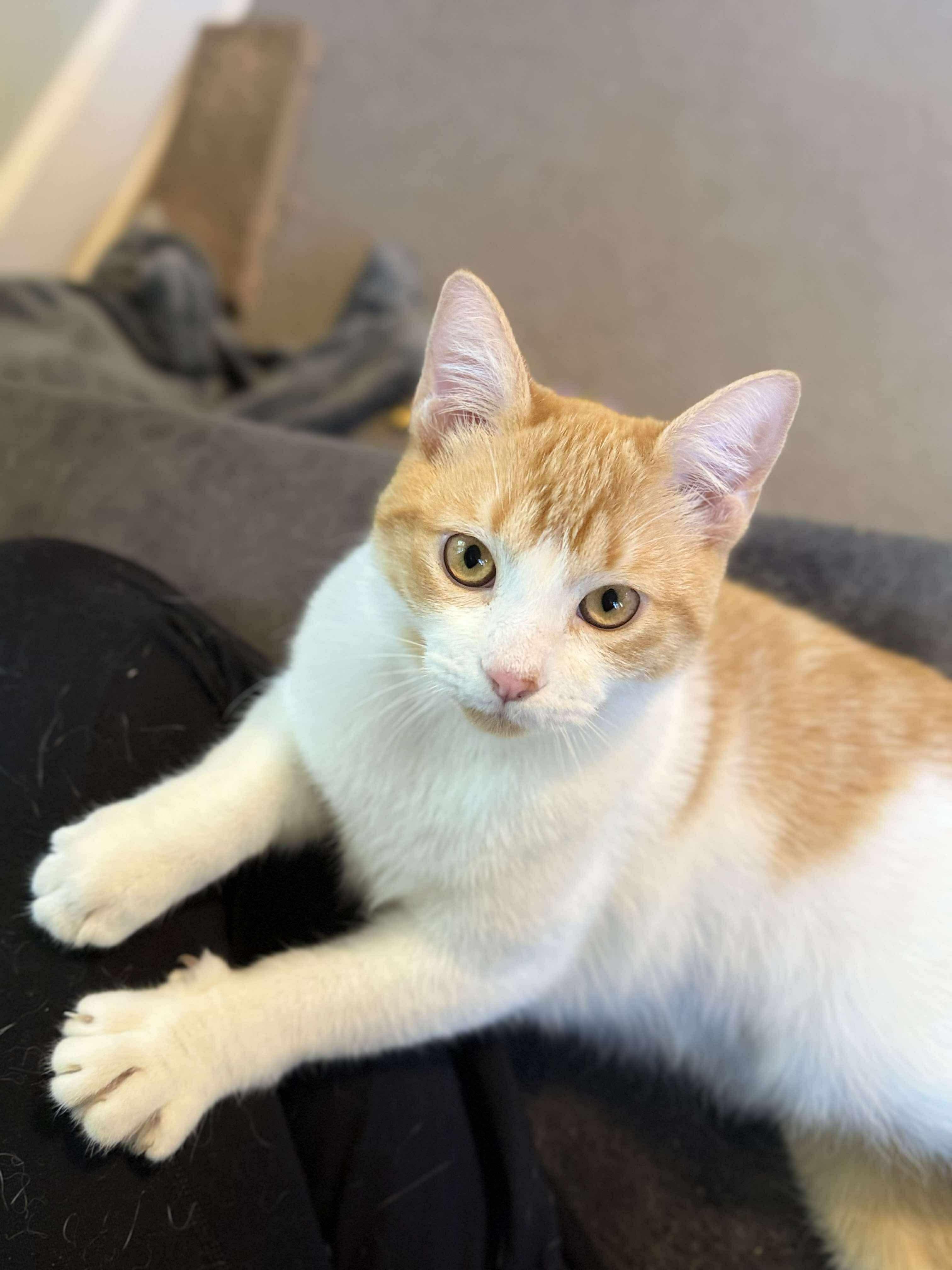 Grover, a Adoptable Domestic Short Hair in Milwaukee, WI image 3/5