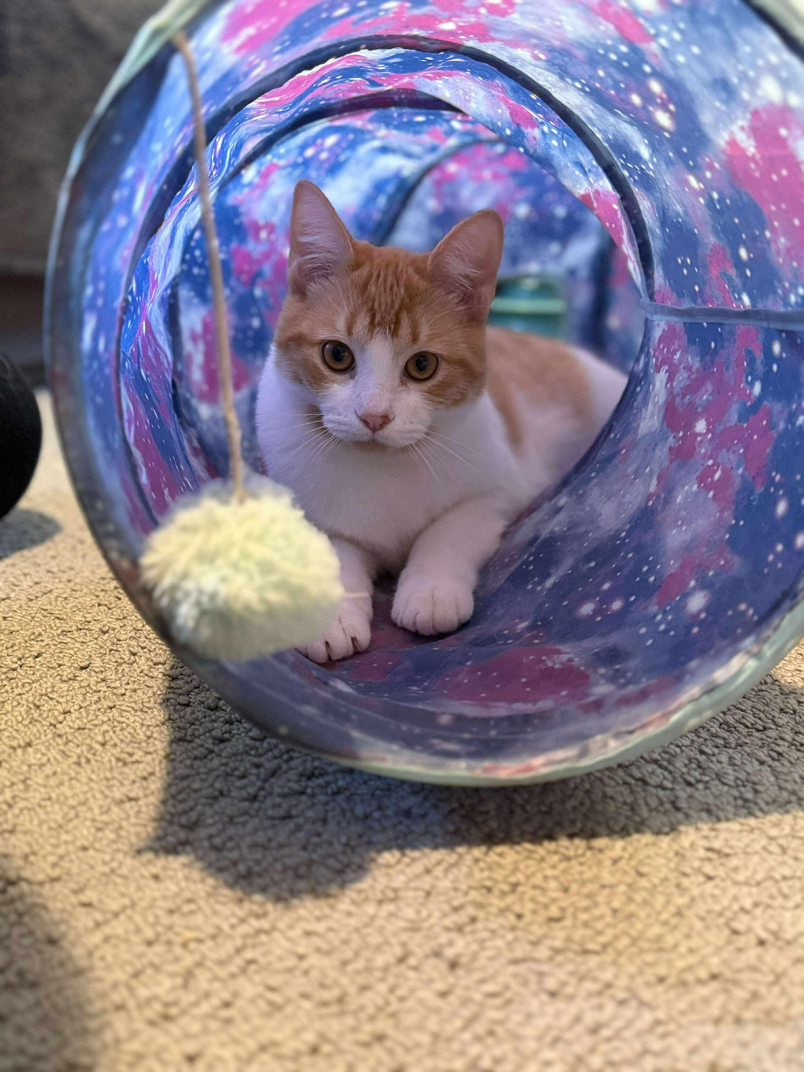 Grover, a Adoptable Domestic Short Hair in Milwaukee, WI image 5/5