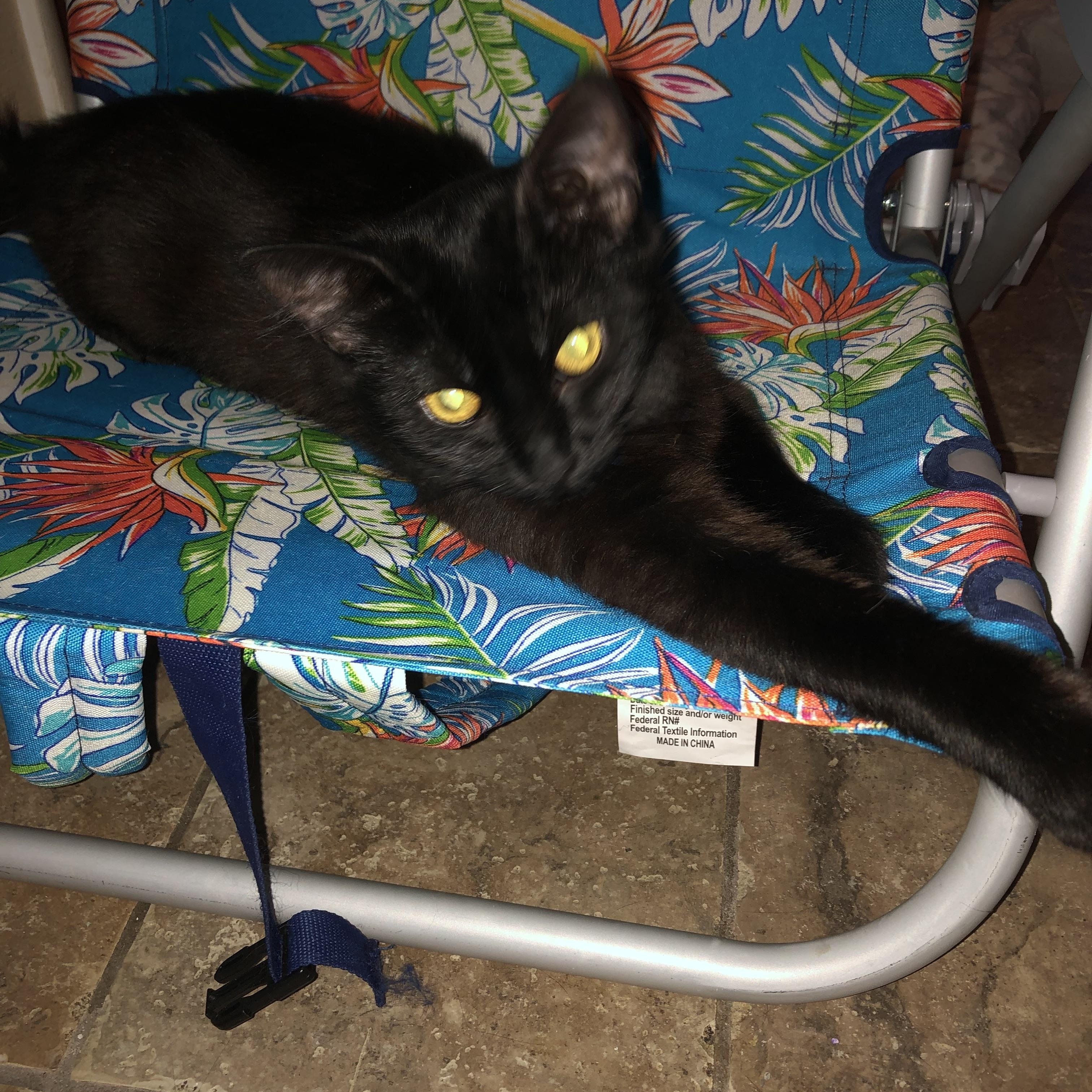 Sage, Young Female Domestic Long Hair
