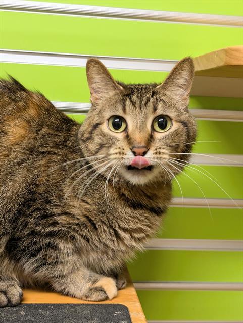 TIFA, Adoptable, Adult Female Domestic Short Hair.