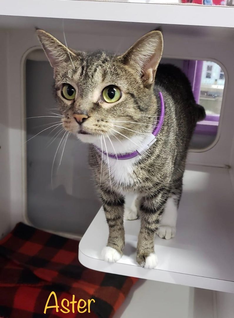 Aster, Adoptable, Young Female Tabby.