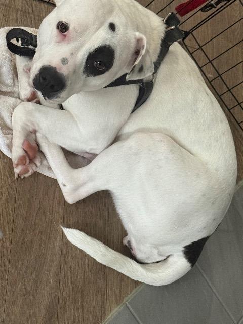 Enlarge Snow, a Adoptable mixed breed in Newnan, GA image 1/2