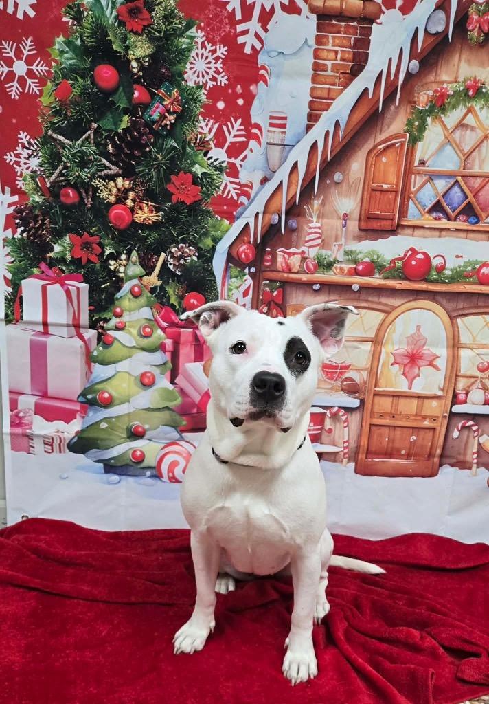 Enlarge Snow, a Adoptable mixed breed in Newnan, GA image 2/2