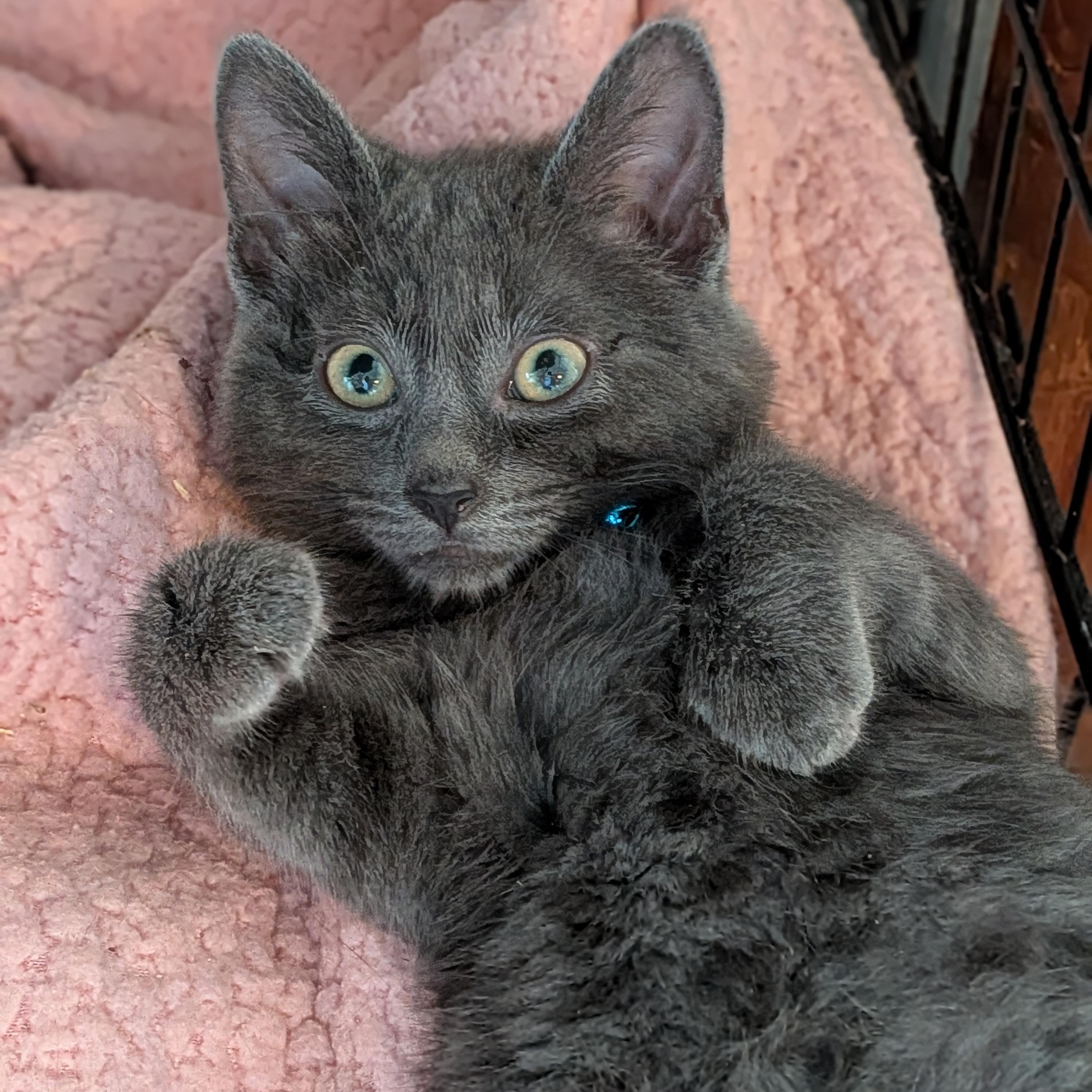 Enlarge Ryder, a Adoptable Domestic Short Hair in Newburgh, NY image 3/3